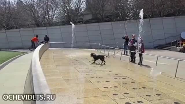 Заведоха кучето на фонтан и вижте какво направи то!!!