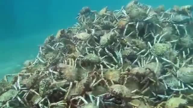 Тайният подводен свят - Рачета се борят на кълбо!!!