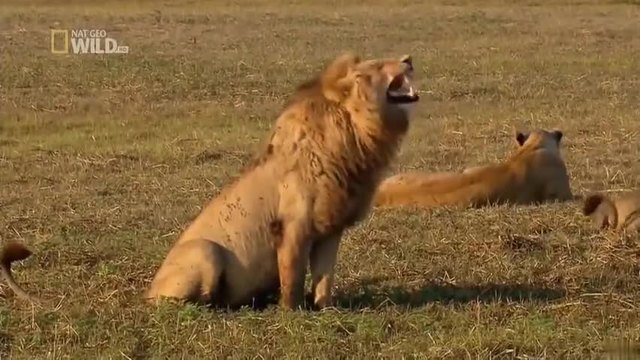 Лъв си търси женска вижте как - Заразителен смях на лъв (ВИДЕО):d