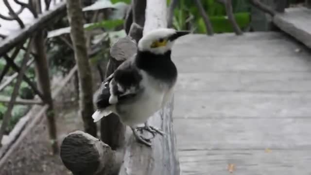 Птичка говори на странен език