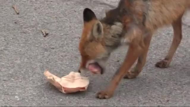 Лисица прави сандвичи в Чернобил! Видео гледано от над 1 милион души в социалните мрежи!