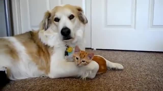 Приятелство между куче и коте