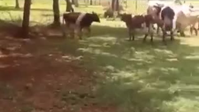 Козле нокаутира крава - Вижте как го направи в неравна битка!