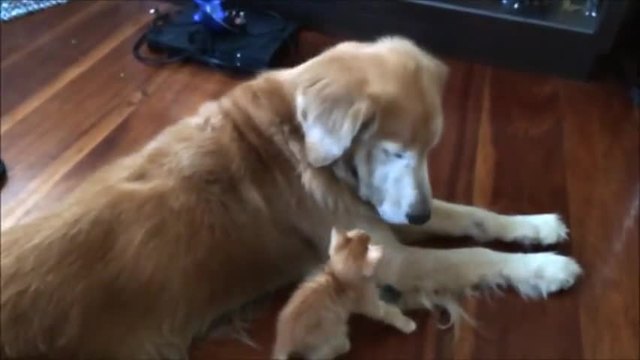 Бебе котенце си играе с голямо куче - ето това е да имаш приятел