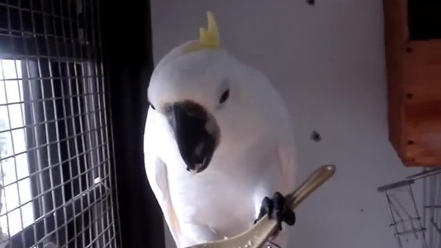 Папагали хапват от лъжичка :)