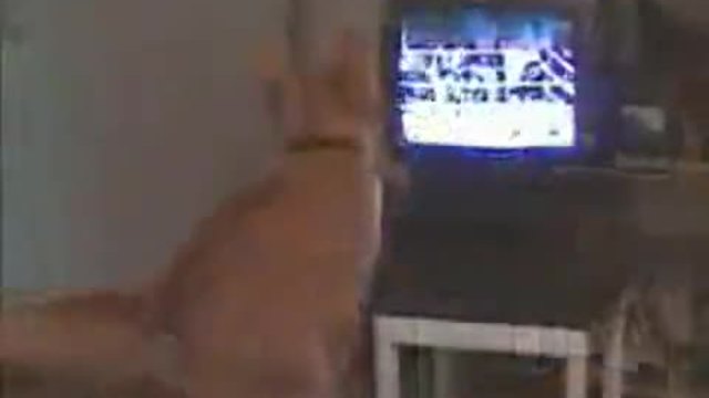 Шантавото коте спортува пред телевизора