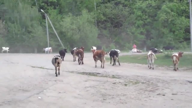 Камион лесовоз зловещо връхлита в стадо крави