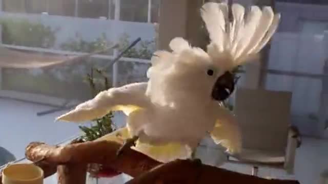 Папагал който пее и танцува като бебе!!! Толкова е миличък ..няма друг като него