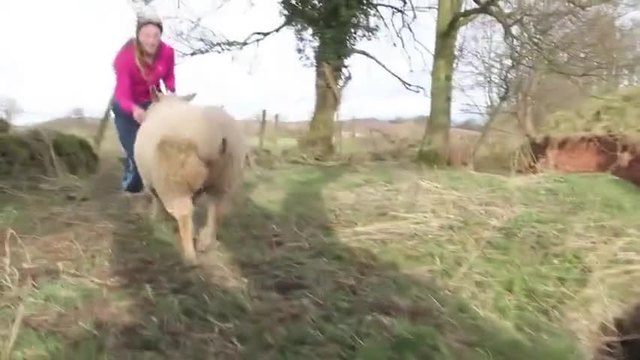 Момиче дресира любимата овца да прескача препятствия ....Кой не би мечтал за такова другарче