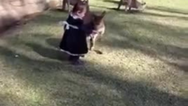 Малко момиченце гали кенгуро в зоопарка