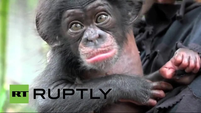 САЩ: Ще намери ли нова майка сладкото бебе шимпанзе Кива?