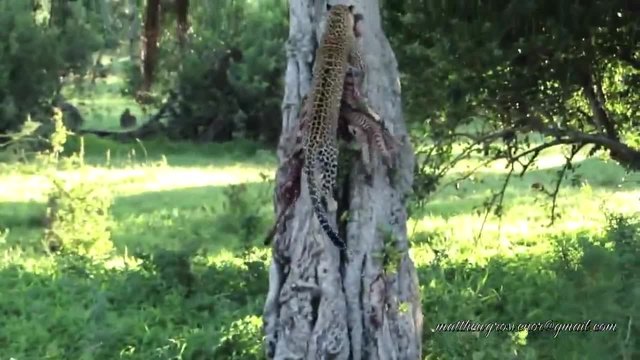 Леопард катери дърво с плячката си