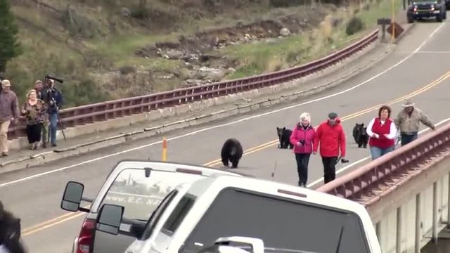 Весело видео!!! Мечка с малките си изплаши туристи в национален парк Йелоустоун!!!