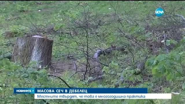 Кой и защо изсича горите в България - Масова сеч в Дебелец