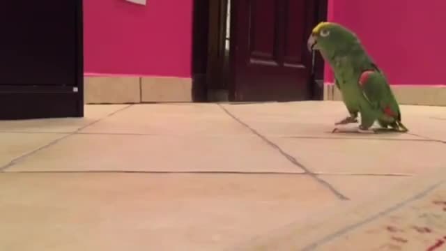 И папагалите се смеят зловещо :)