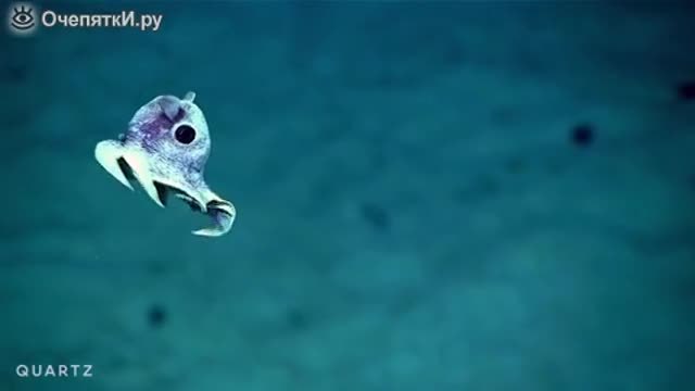 Тайнствен подводен свят - В морските дълбини...(видео)