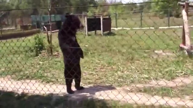 Най-забавния мечок ходи като човек (видео)