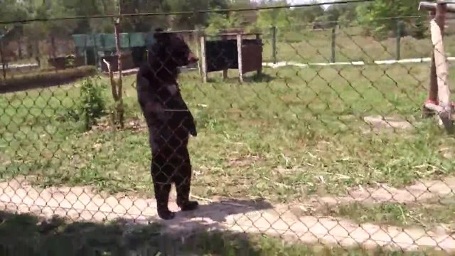 Забавна мечка ходи като човек