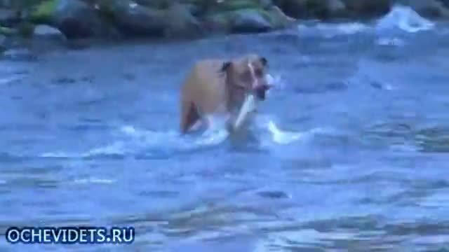 Куче рибар улови огромна риба за секунди