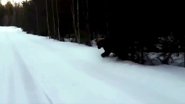 Защо той много изплаши мечката!!! (видео)