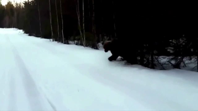 Мъж успява да изплаши голяма кафява мечка