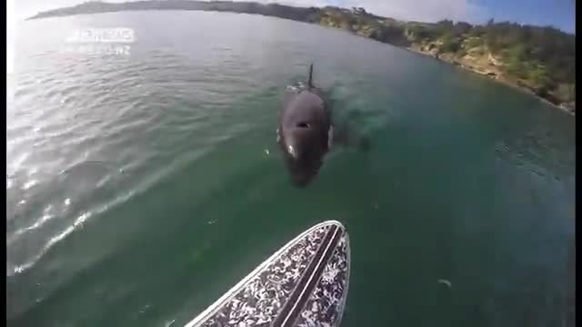 Делфин плува близо до сърфист като го изненада