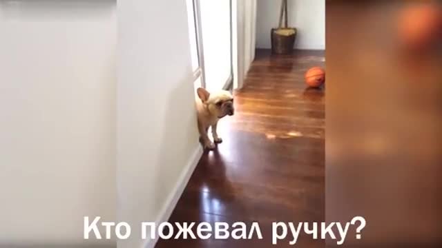 Кученцето не си призна - Нико, ти ли сдъвка химикала (видео)