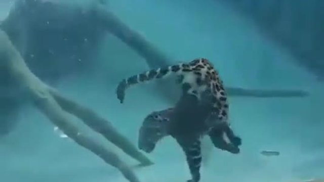 Ягуар се гмурка във водата, опитвайки се да улови плячката си между две мощни лапи.