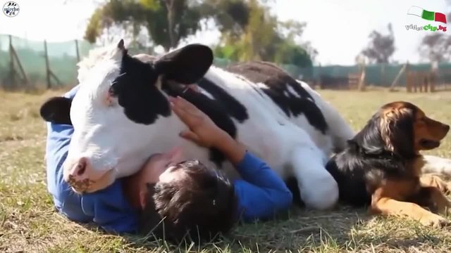 Фермер в Чили отглежда с обич своите крави
