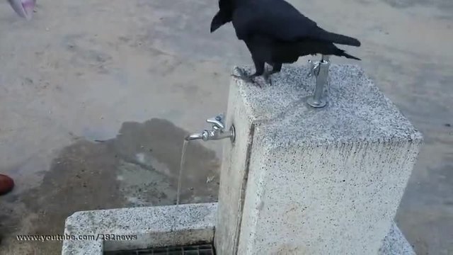 Врана се охлажда и пие вода от чешмичка в парка (видео)