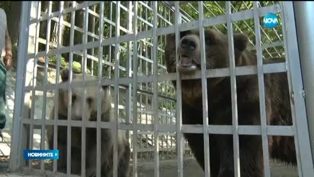 Пренасят мечките от Русе в резервата в Белица