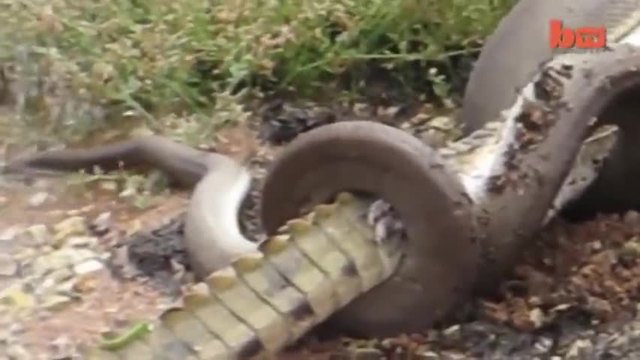 Змия изяжда крокодил! (видео)