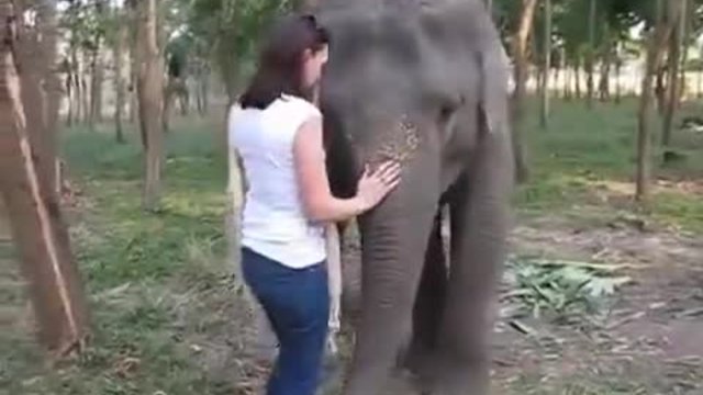 Слон хитро се закача с туристка