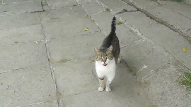 Котенцето каза здравей!!! (видео)