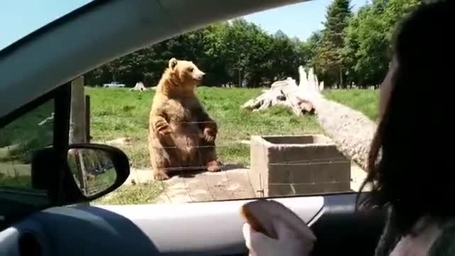 Туристи не очакваха, че мечка перфектно се справя като баскетболист