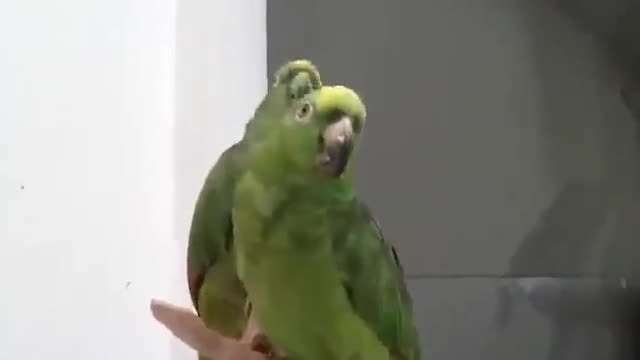Папагали пеят в дует