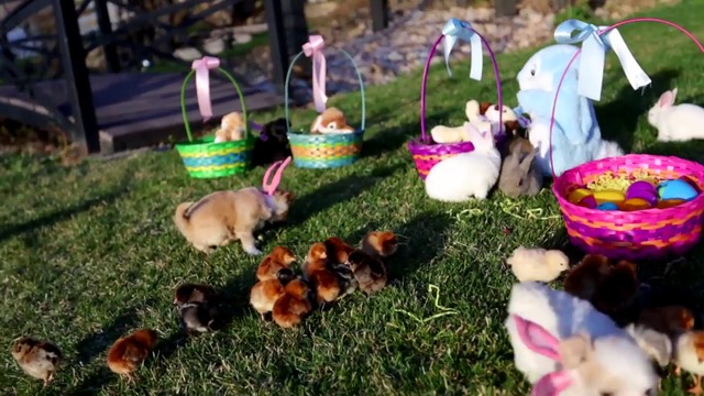 Малки кученца зайчета и пиленца празнуват Великден