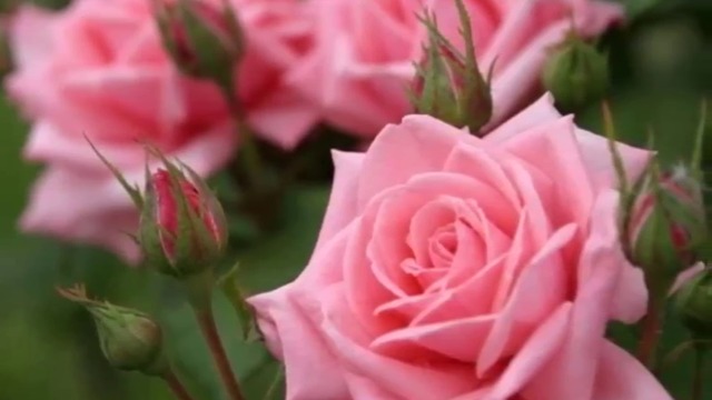 Здравей Слънчево Лято с Музика! Красиви рози ✿⊱╮ღڪے