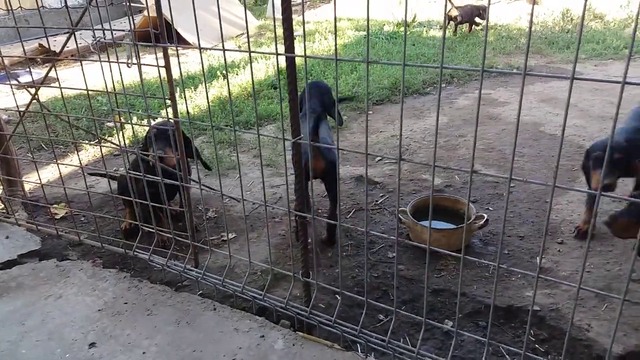 Вижте тези кученца колко са гладни