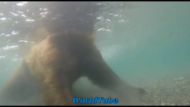 Страхотно видео! Вижте отблизо как ловуват мечките How a bear catches under water