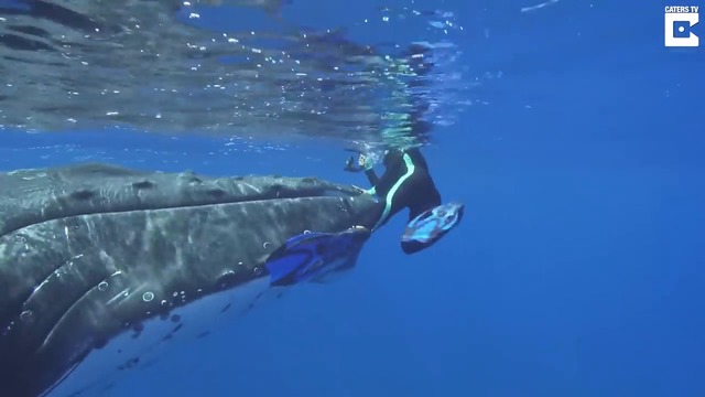 Вижте Как Кит Спаси Жена от Тигрова Акула в Тихия океан 10.01.2018 г Whale Protects Diver From Nearby Shark