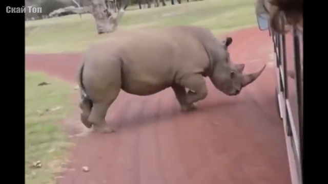 Виждали Ли Сте Някога Носорог В Действие? По-Добре И Да Не Виждате… Страшно Е!