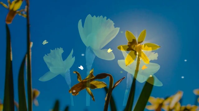 🐤 Пролетни цветя - нарциси! . 🌝 . (music by Tim Janis) 🦋