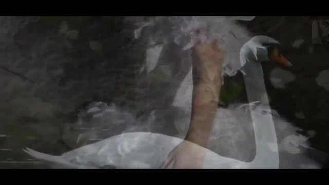 Frederic Delarue -красив лебед