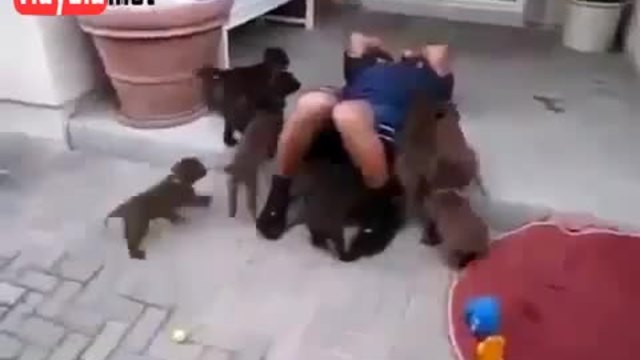 малки кученце атакуват собственика