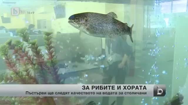 Пъстърви ще следят за качеството на питейната вода в София