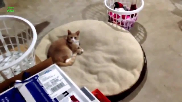 Котки лежат в леглата на кучета - Забавна Компилация