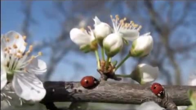 'Пролет е вече блеснала' детска пролетна песен