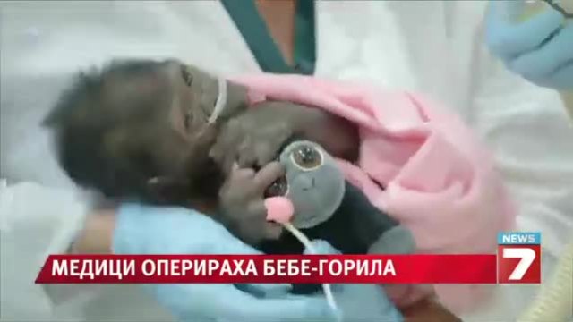 Бебе горила претърпя белодробна операция