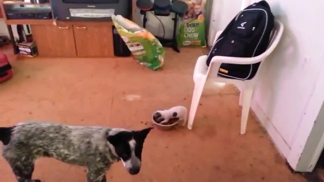 Бебе Чихуахуа пази храната си от Голямо куче